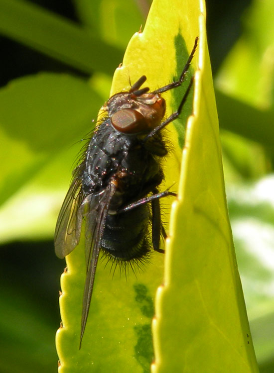 Calliphora vicina